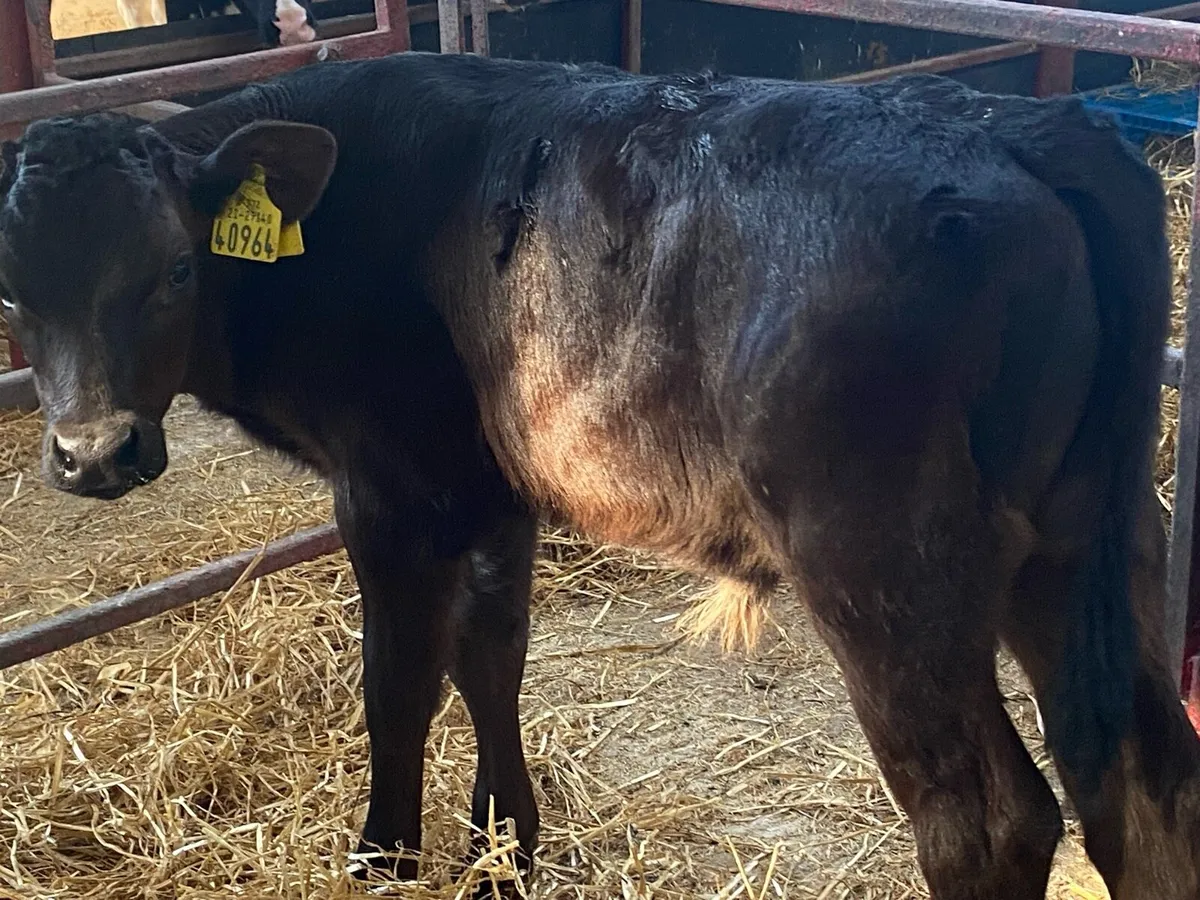 6 Black Bull Calves - Image 3