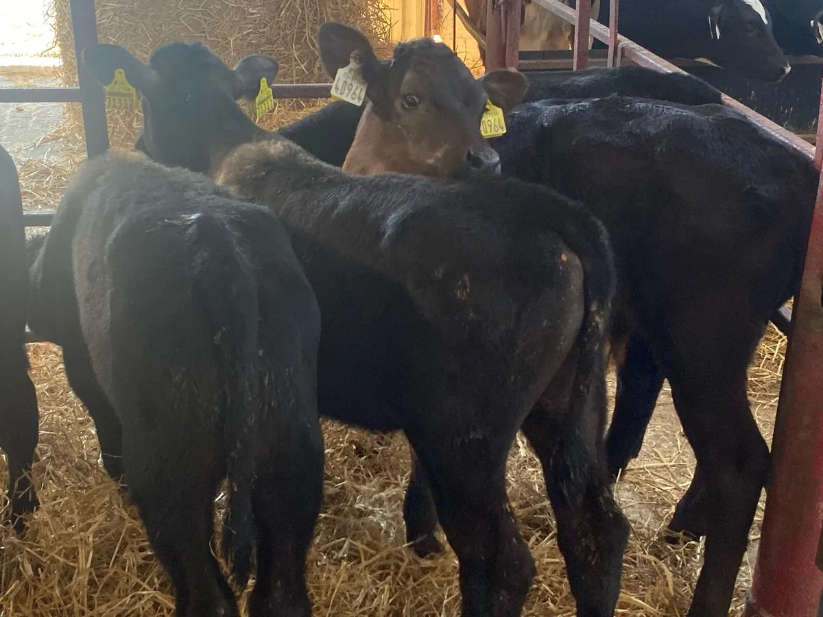 6 Black Bull Calves - Image 4