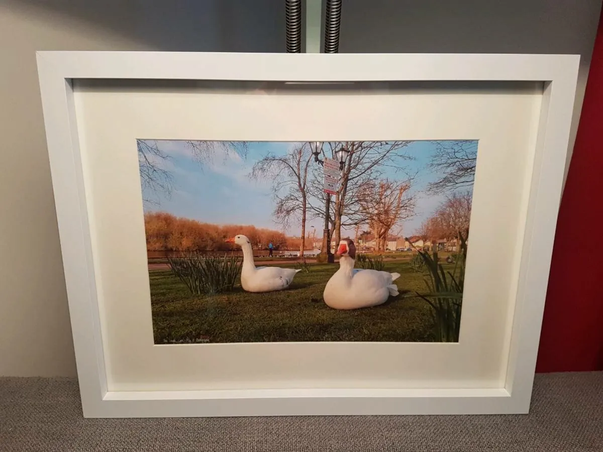 The Lough, Cork - Image 2