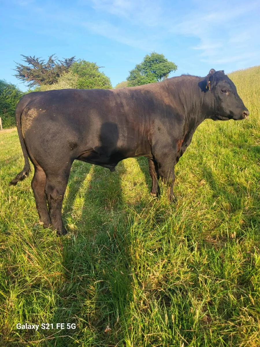 PBR Angus bull - Image 1