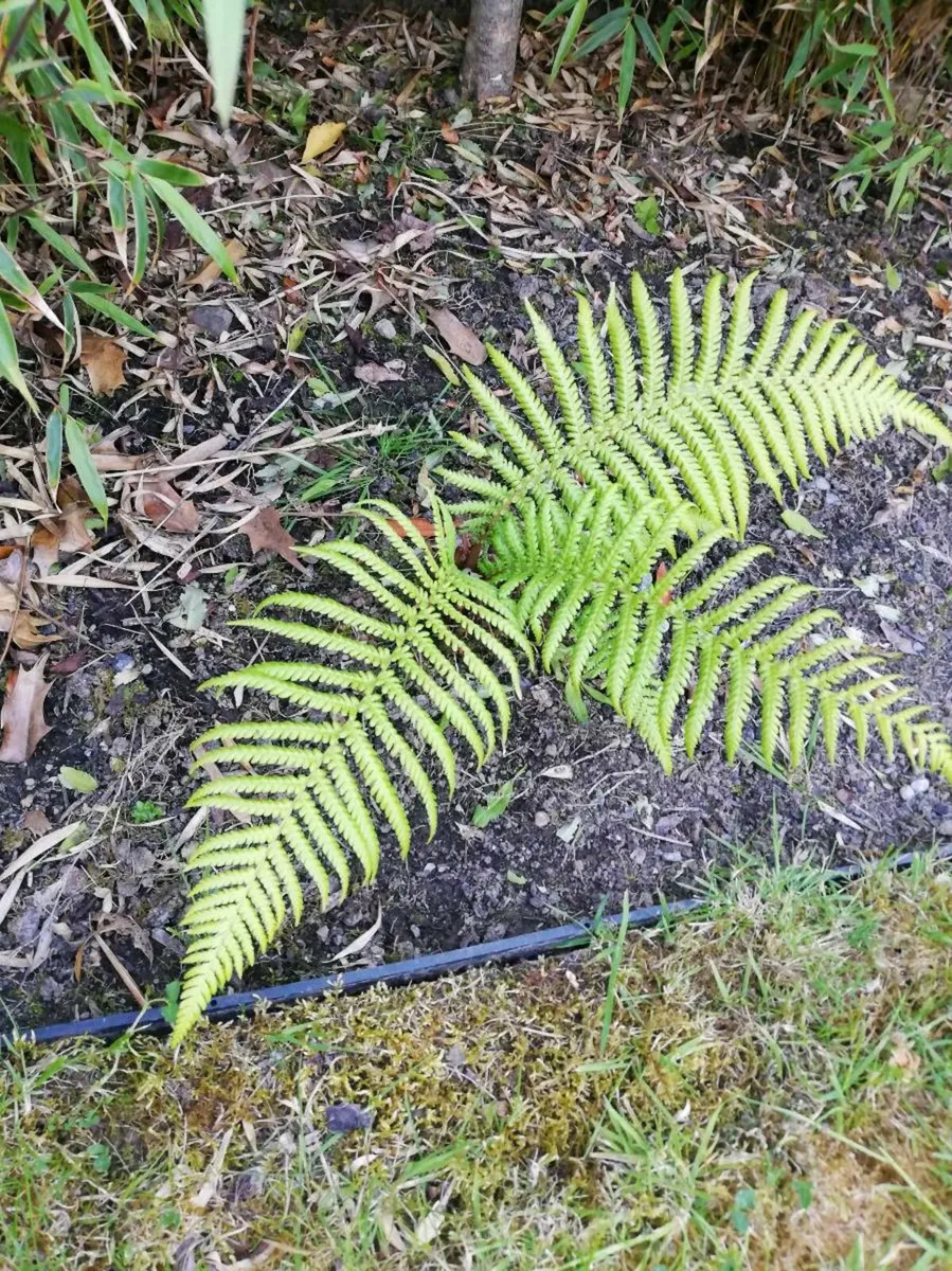Fern tree - Image 3