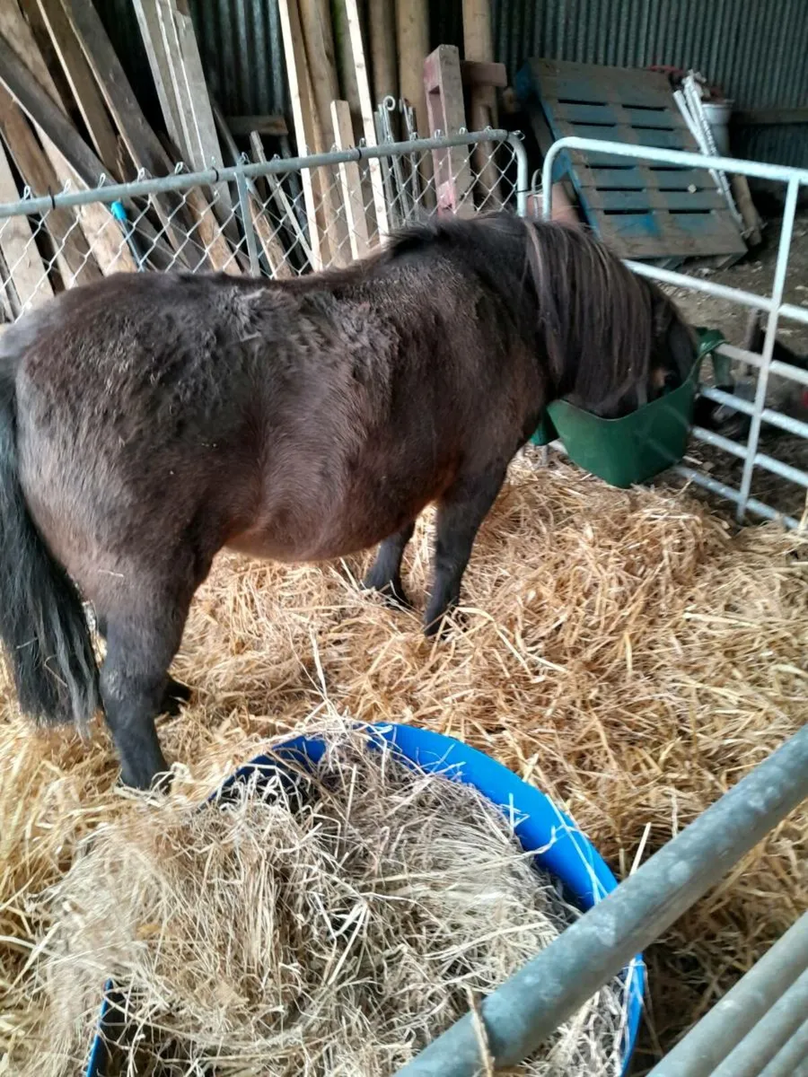 Miniature mare - Image 1