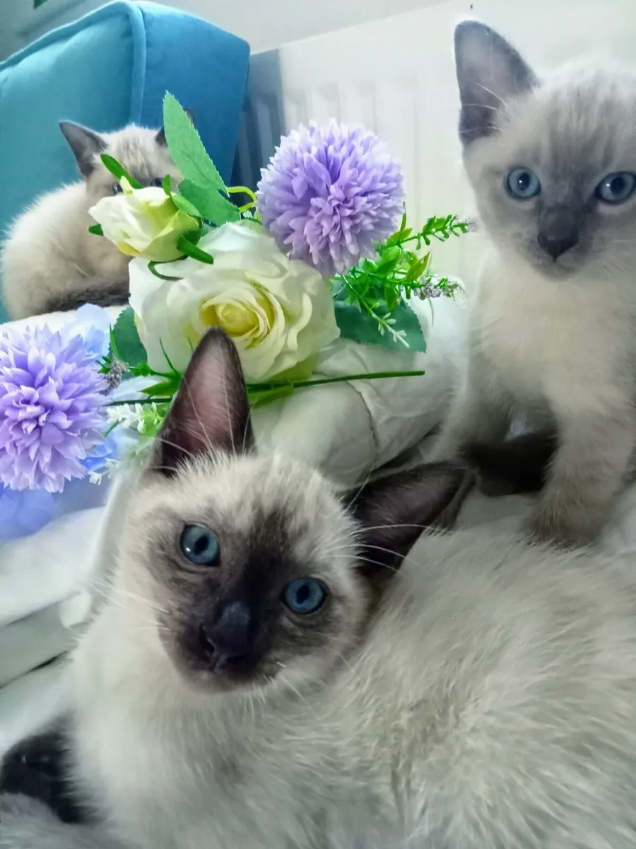 Kitten - Image 2