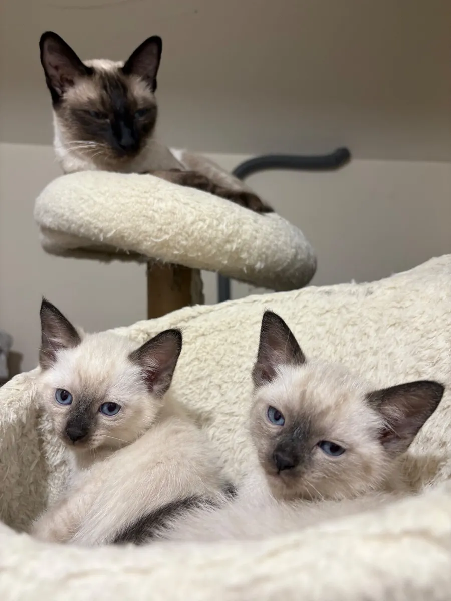 Kitten - Image 1