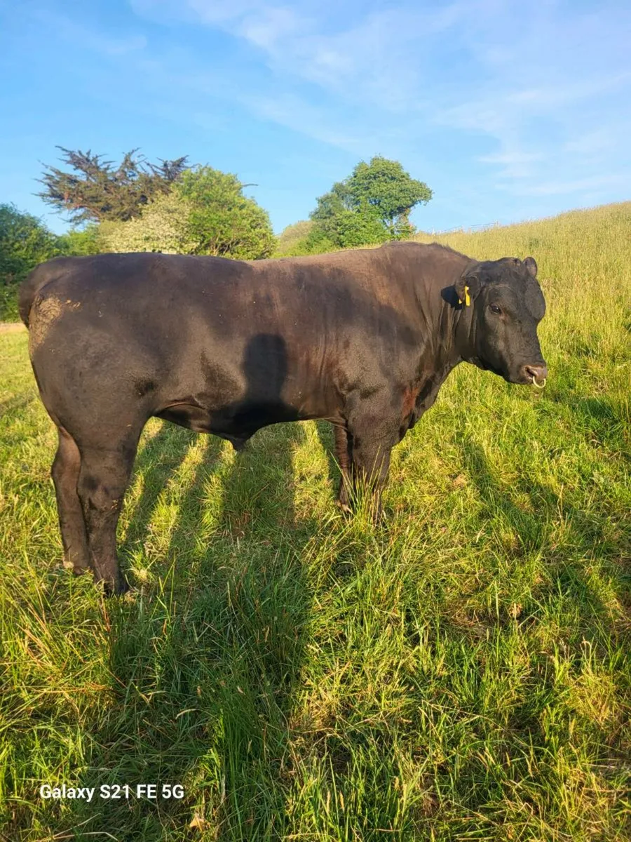PBR Angus bull - Image 2