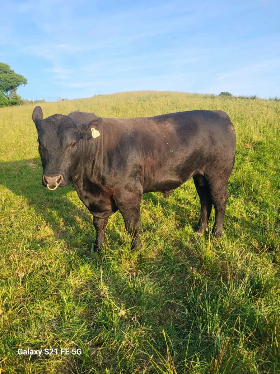 PBR Angus bull - Image 3
