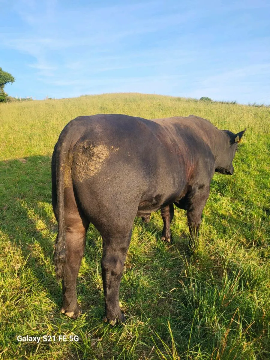 PBR Angus bull - Image 4