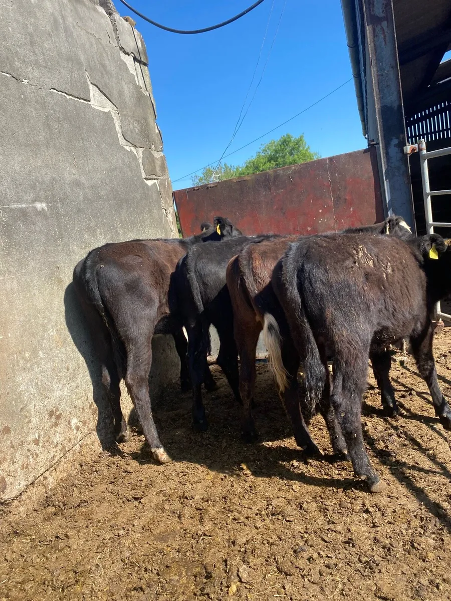 Angus heifers - Image 1