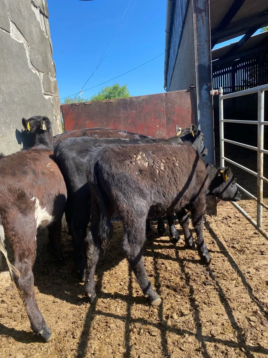 Angus heifers - Image 2