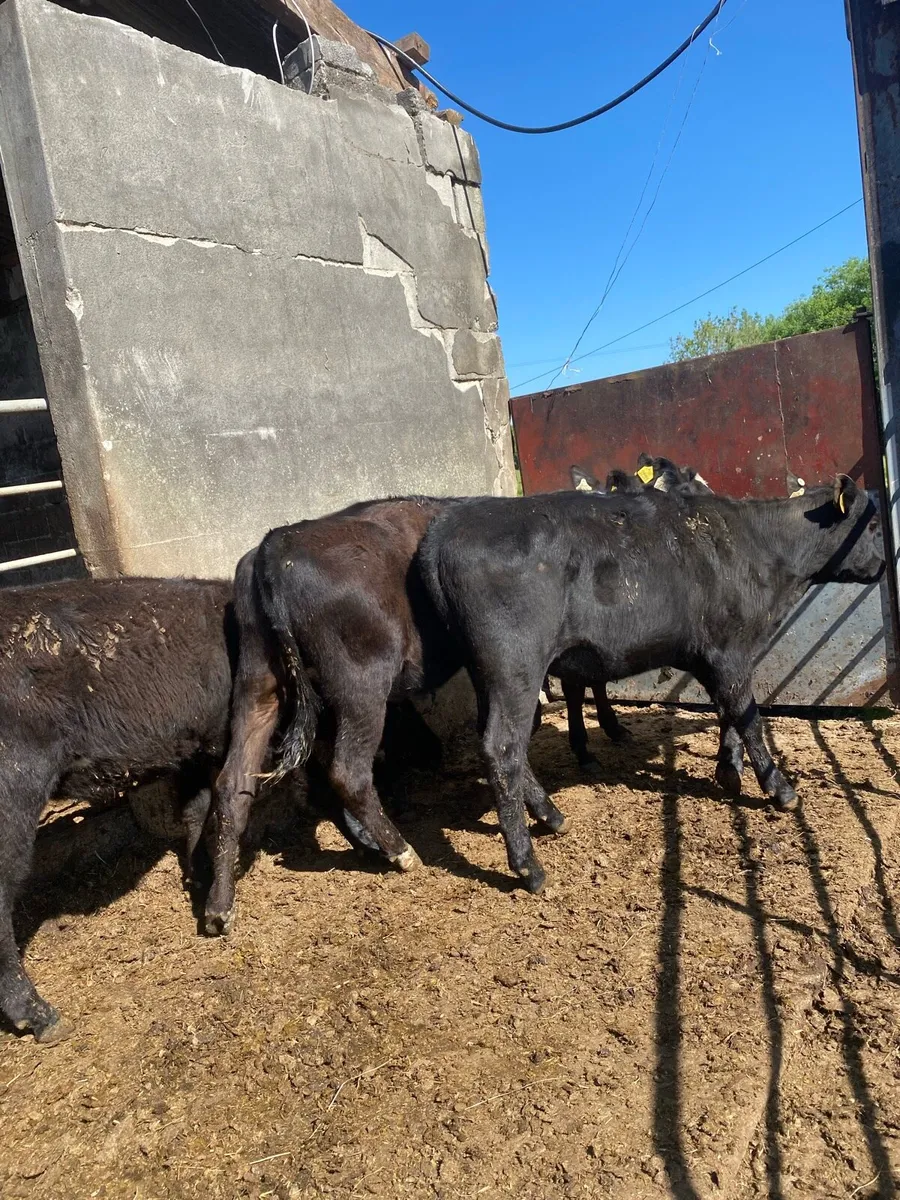 Angus heifers - Image 3