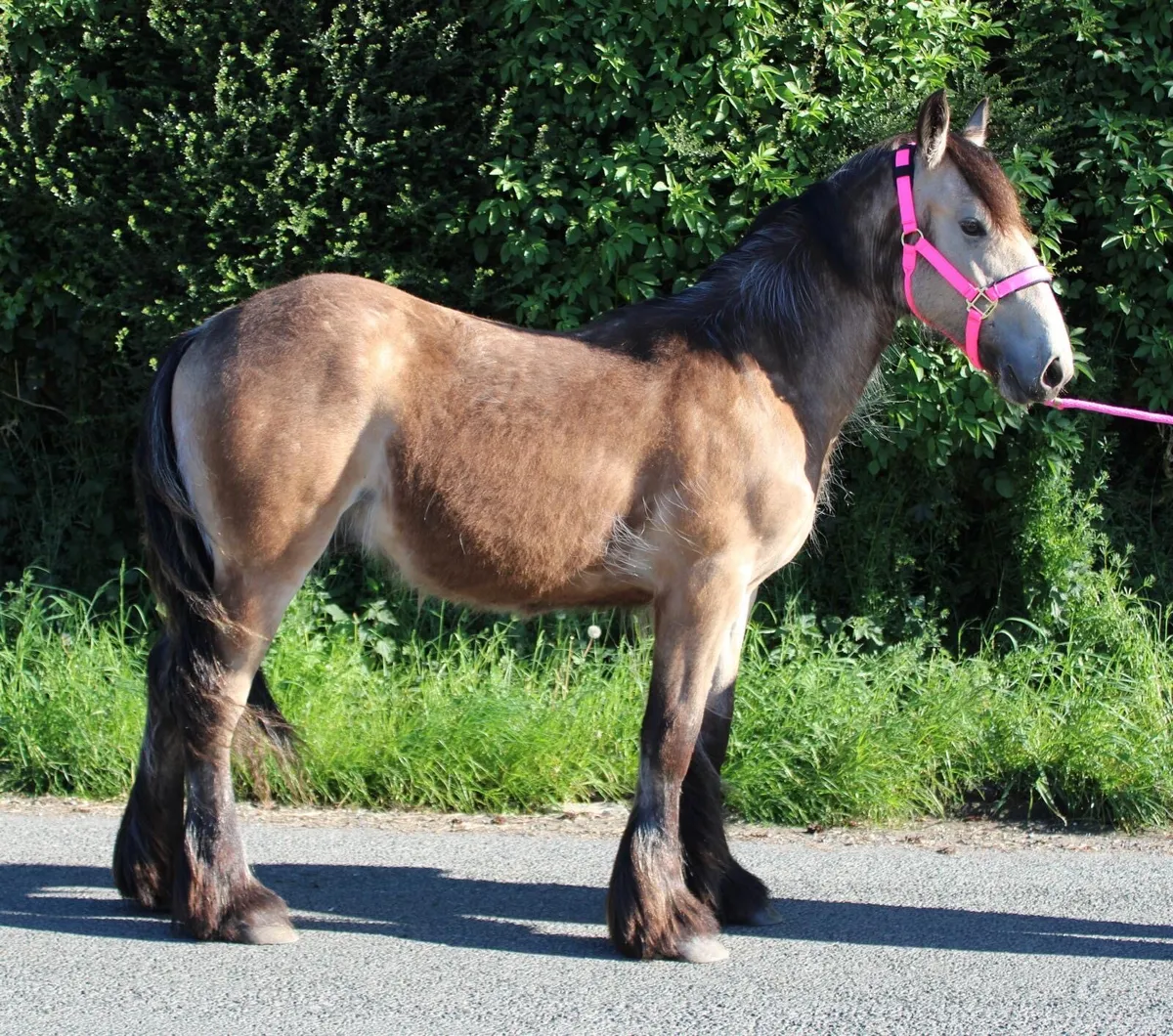 Yearling colt - Image 2