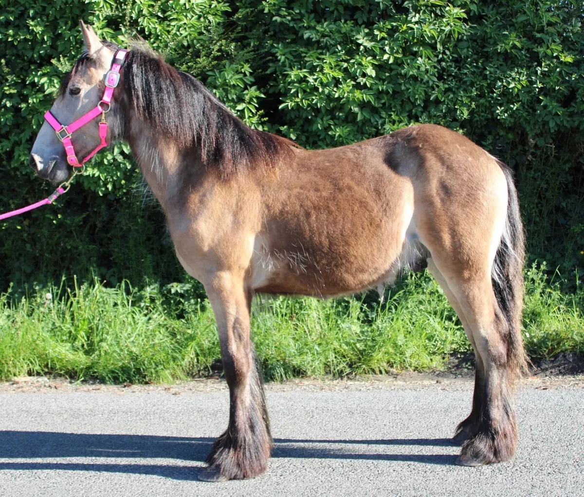 Yearling colt - Image 3