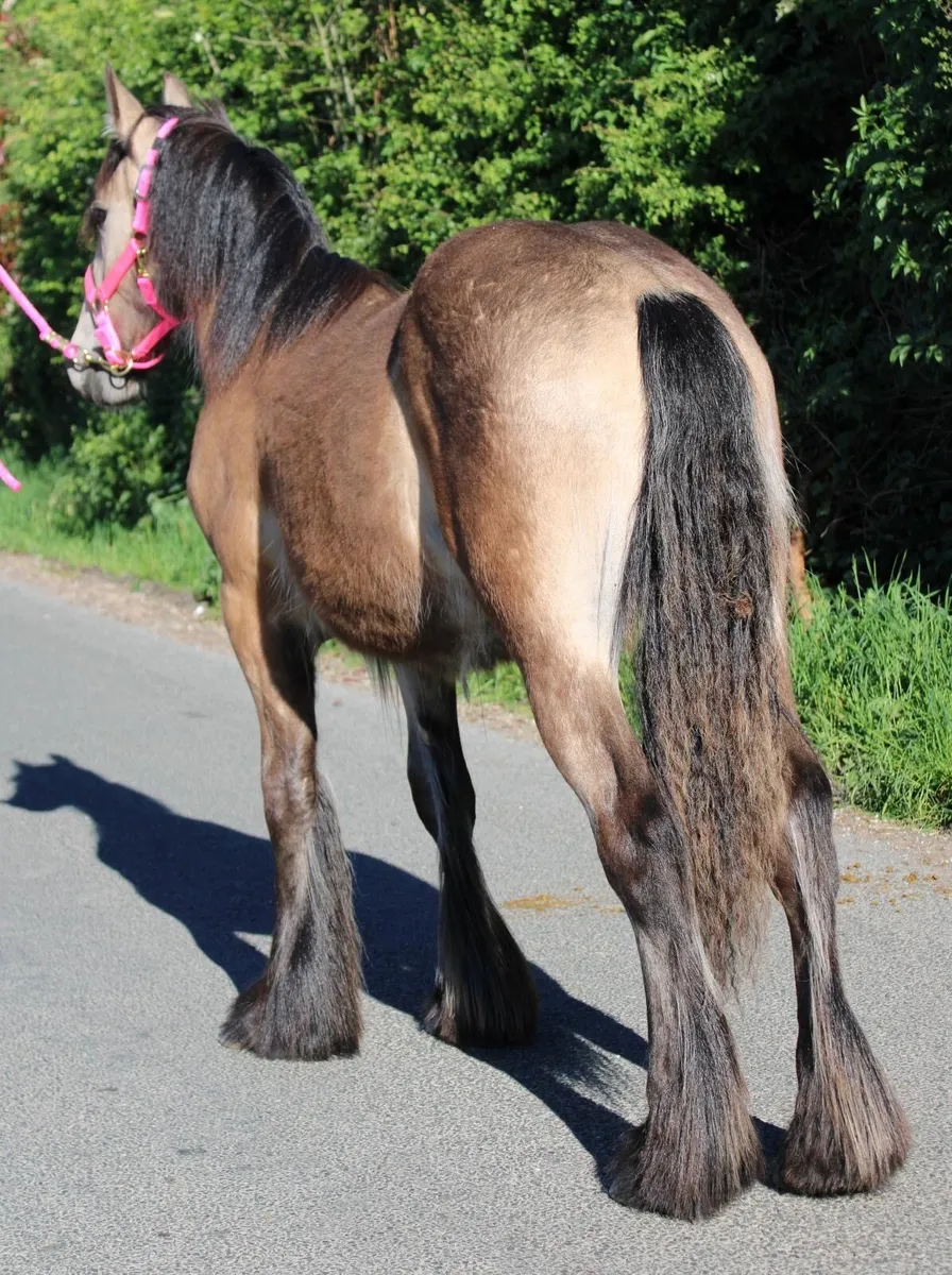 Yearling colt - Image 1