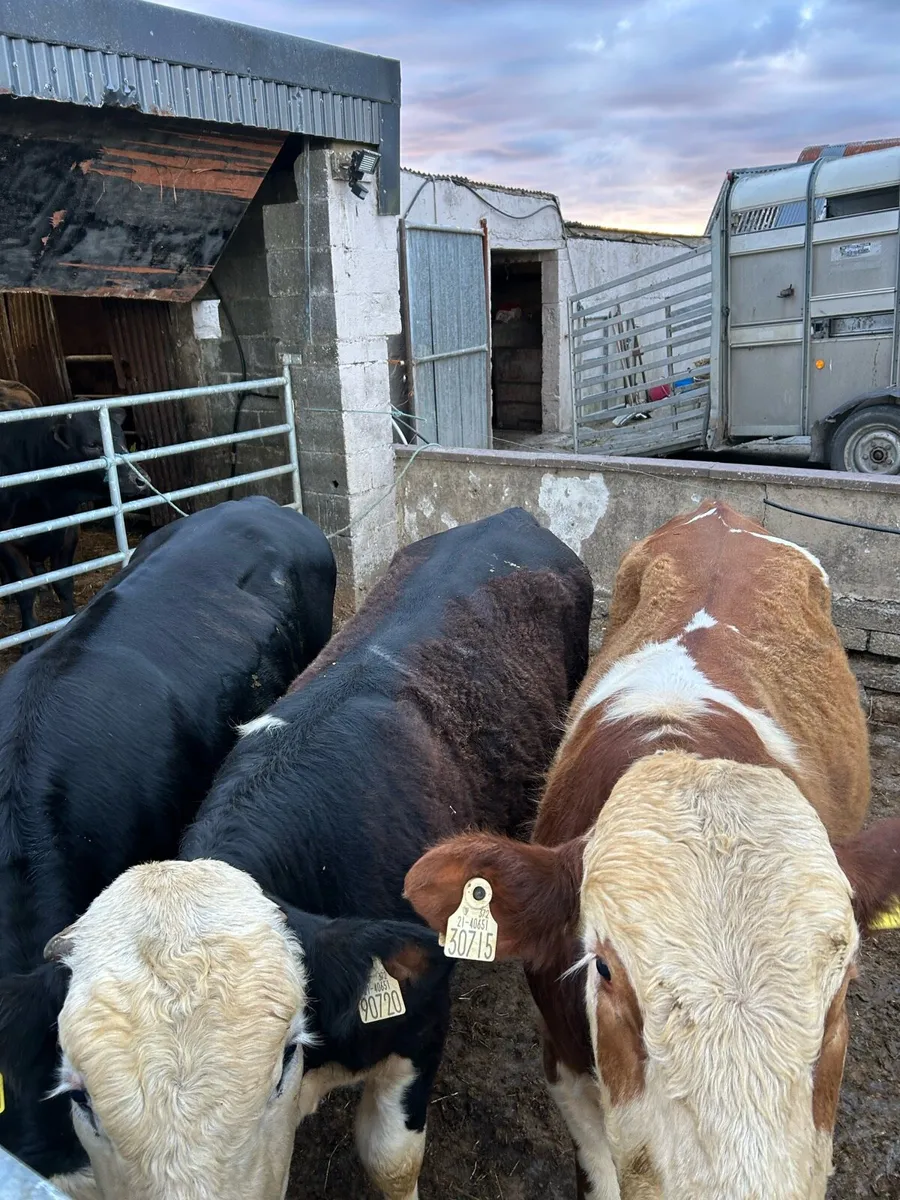 Bullocks Ennis mart 22nd May - Image 1