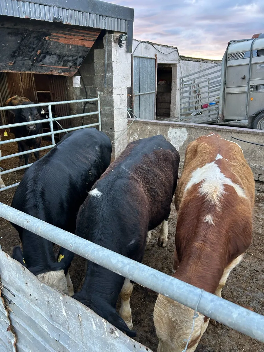 Bullocks Ennis mart 22nd May - Image 2