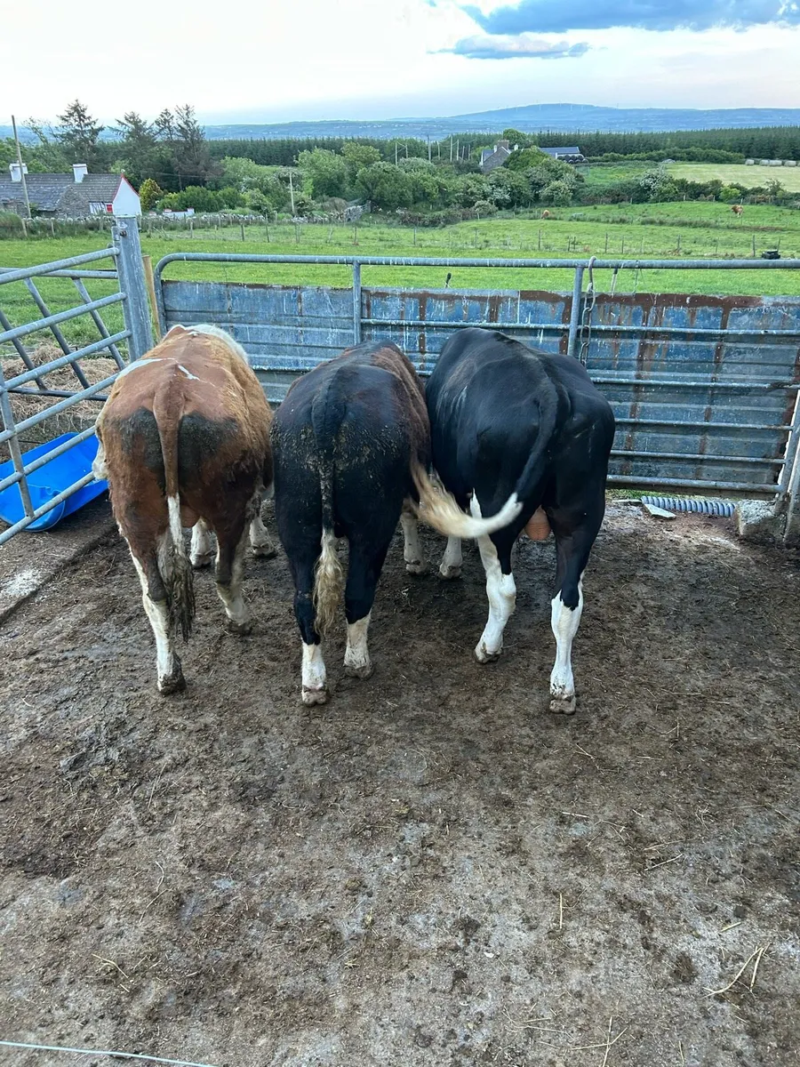 Bullocks Ennis mart 22nd May - Image 3