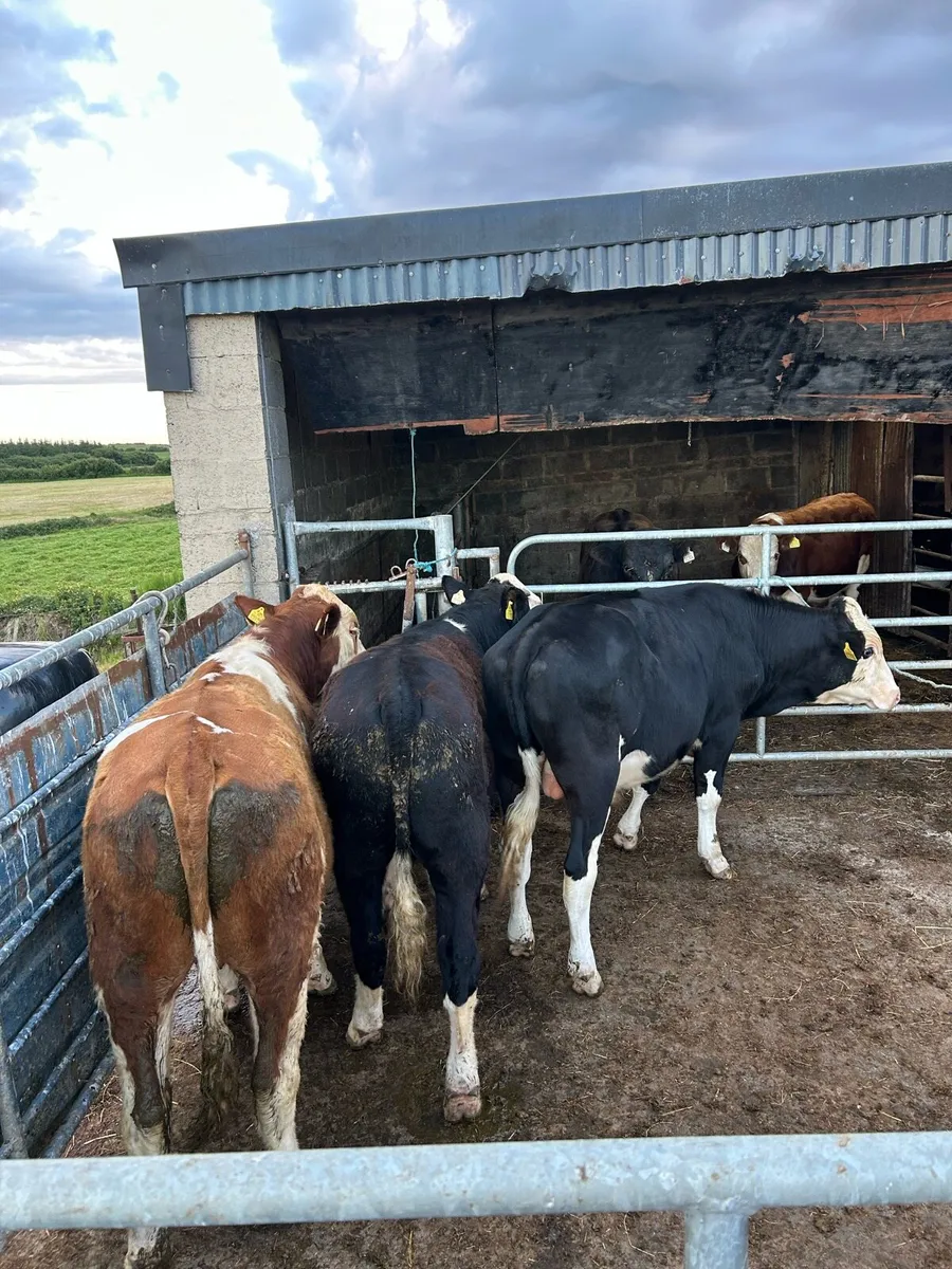Bullocks Ennis mart 22nd May - Image 4
