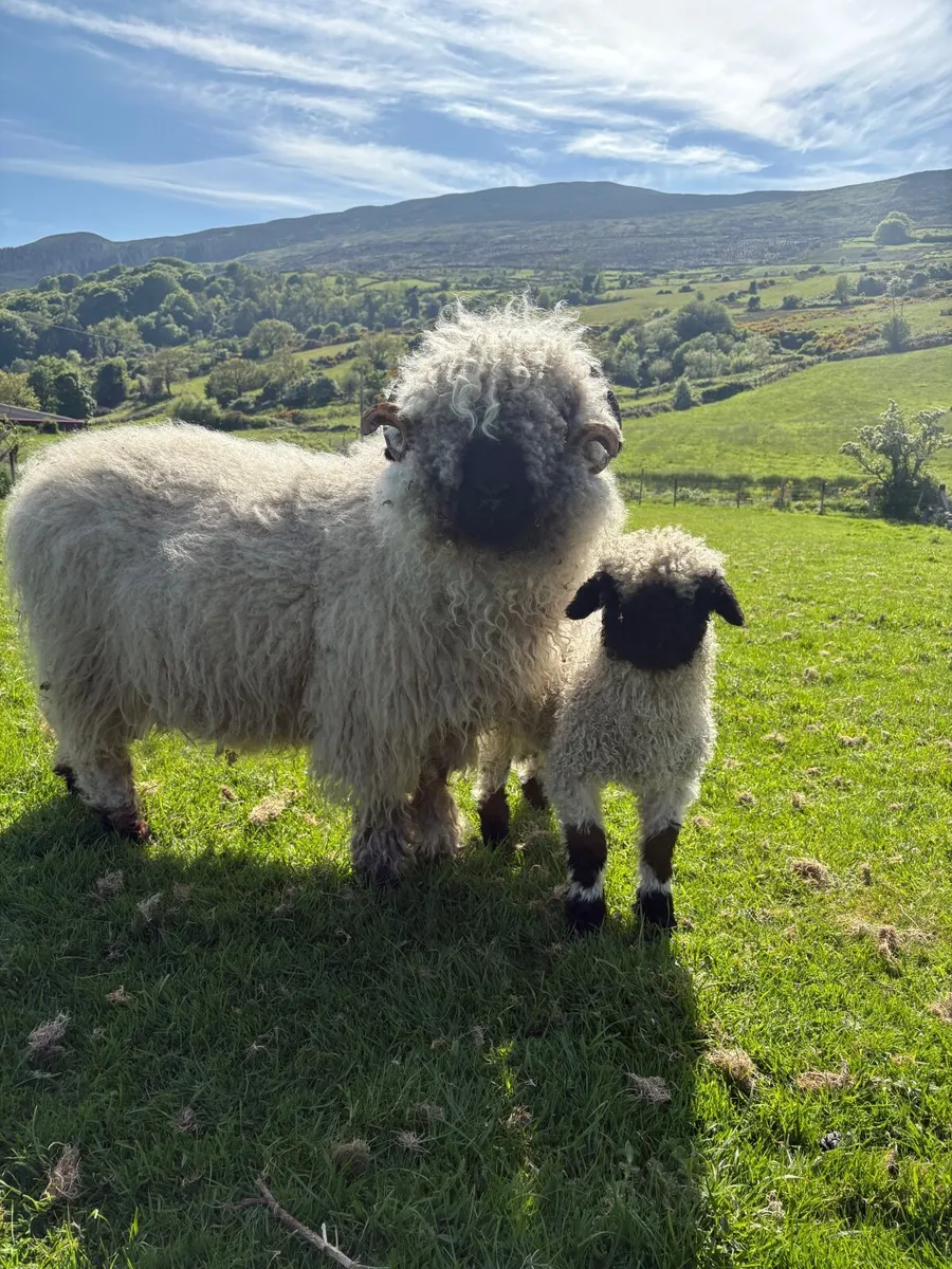 Valais Blacknose Ewes and Lambs - Image 1