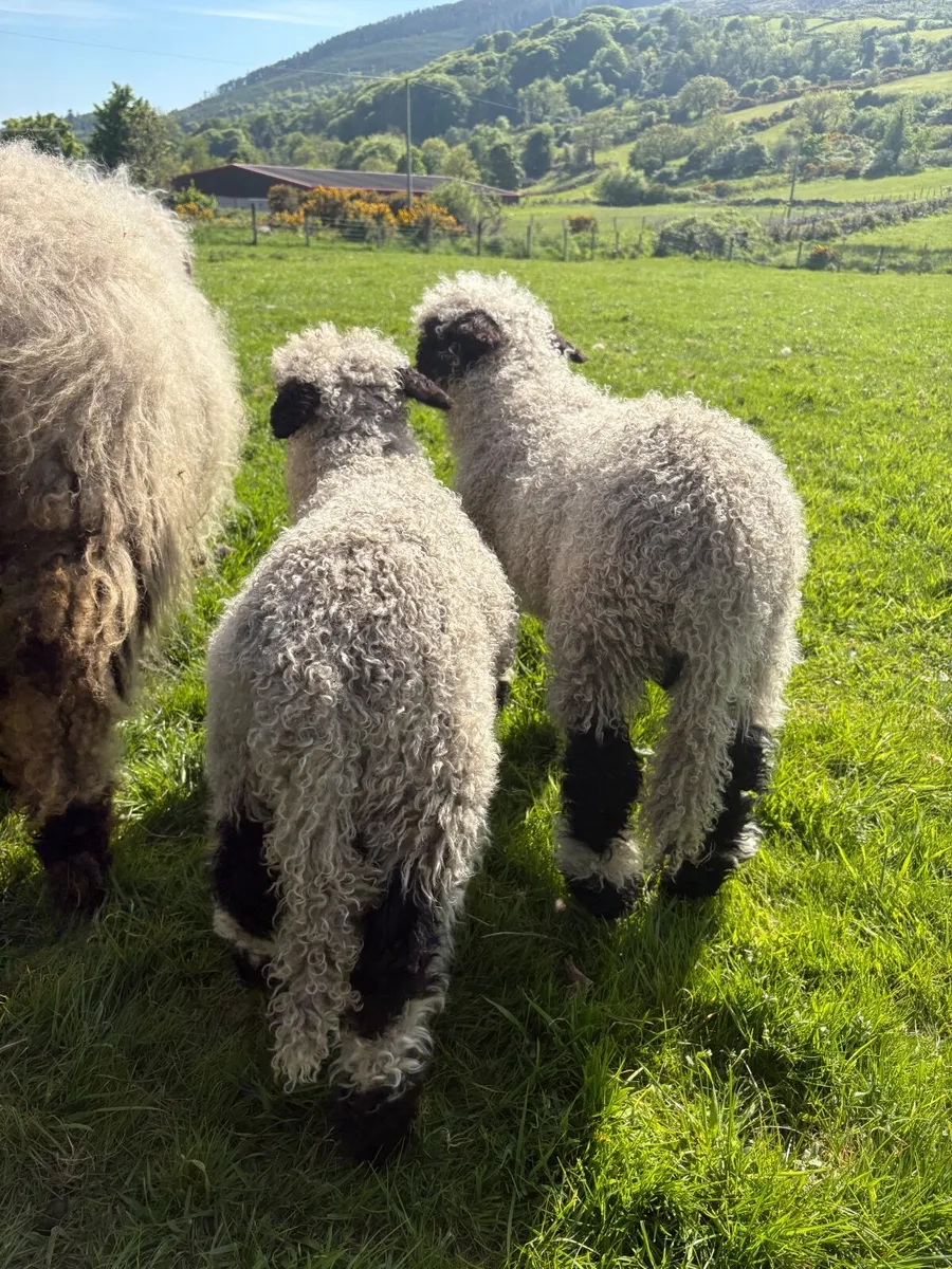 Valais Blacknose Ewes and Lambs - Image 2
