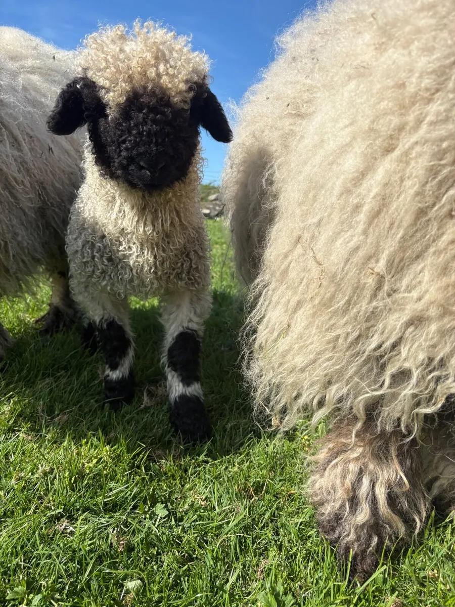 Valais Blacknose Ewes and Lambs - Image 3
