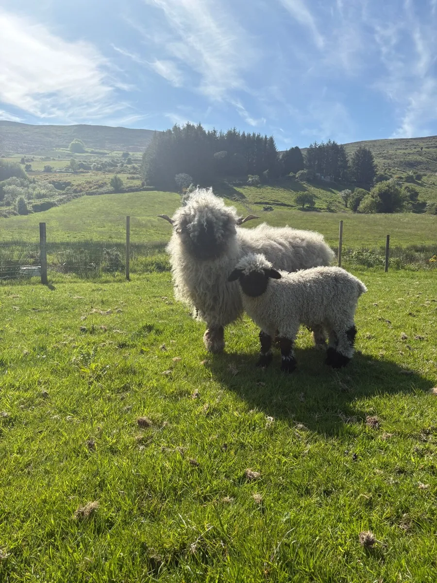 Valais Blacknose Ewes and Lambs - Image 4