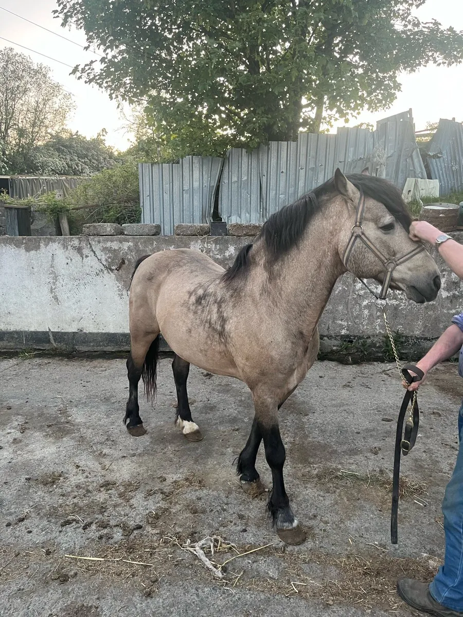 Class 2 Connemara stallion at stud - Image 2