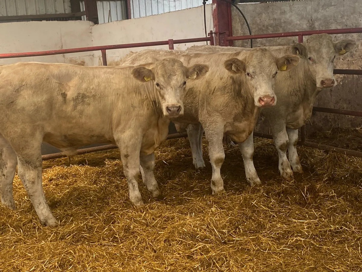 Charolais And Limousin Bullocks - Image 1