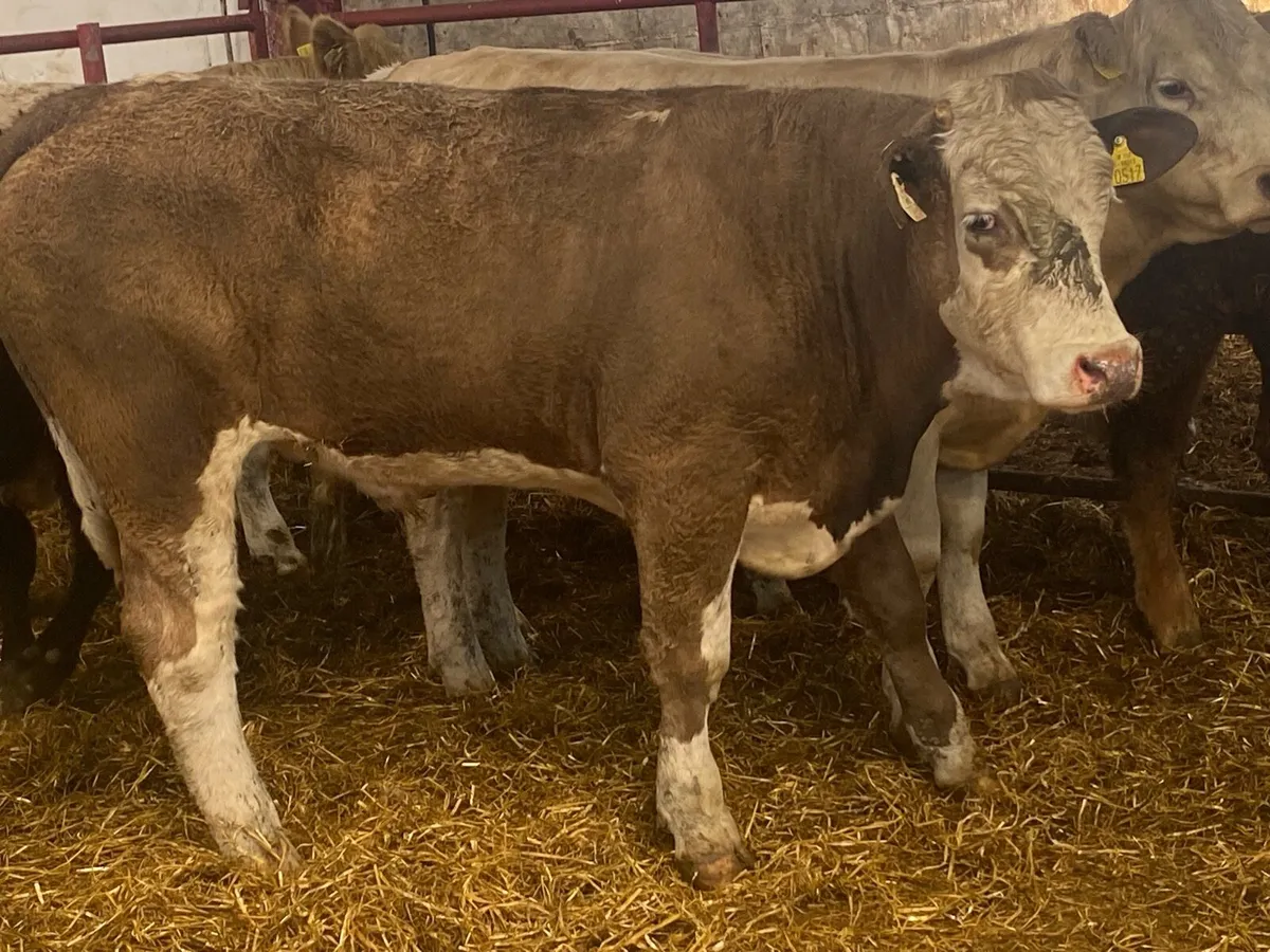 Charolais And Limousin Bullocks - Image 3