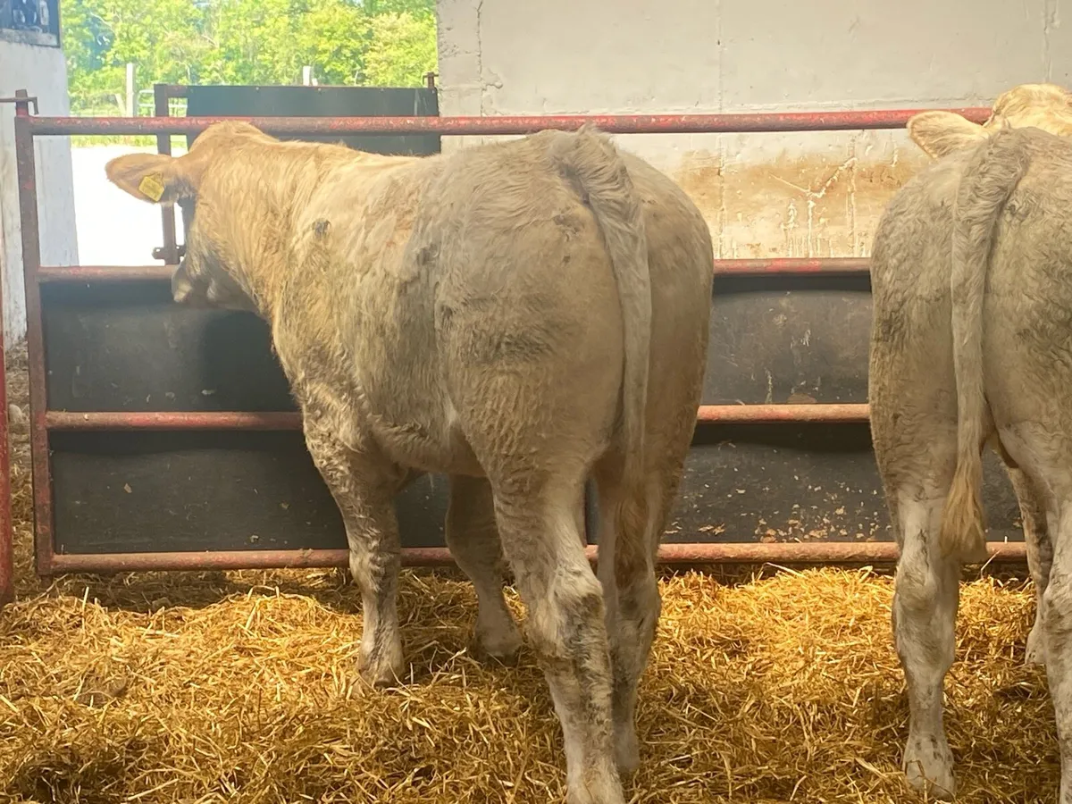 Charolais And Limousin Bullocks - Image 4
