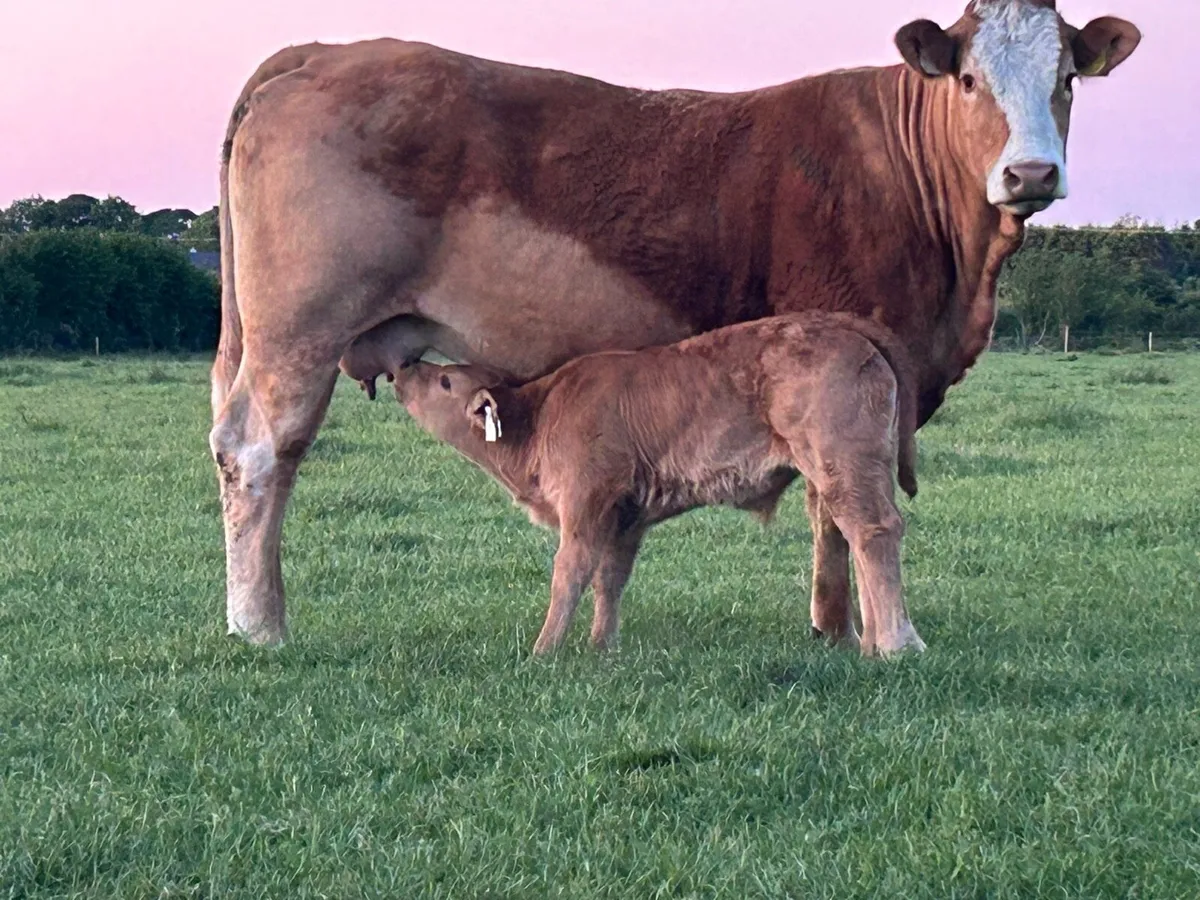 3 super u grade first calved heifers - Image 2