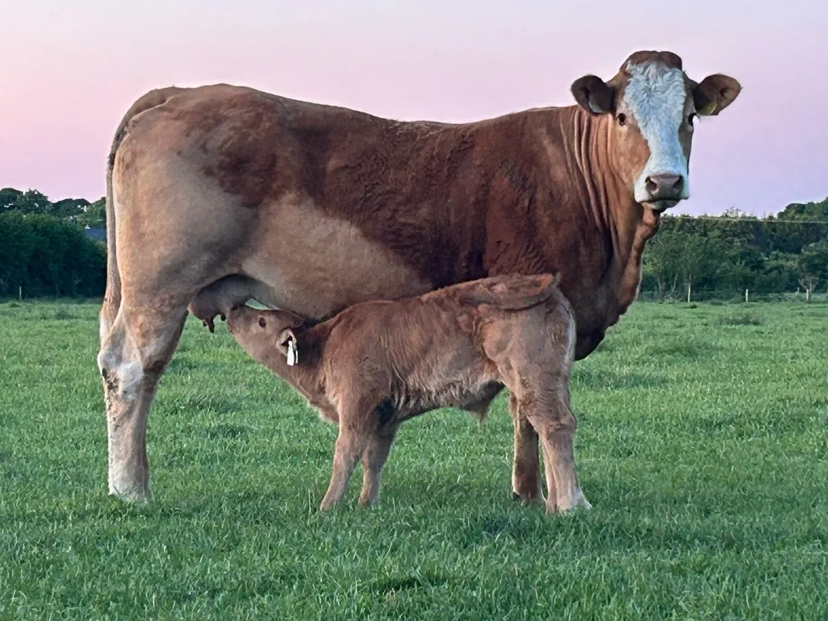 3 super u grade first calved heifers - Image 1
