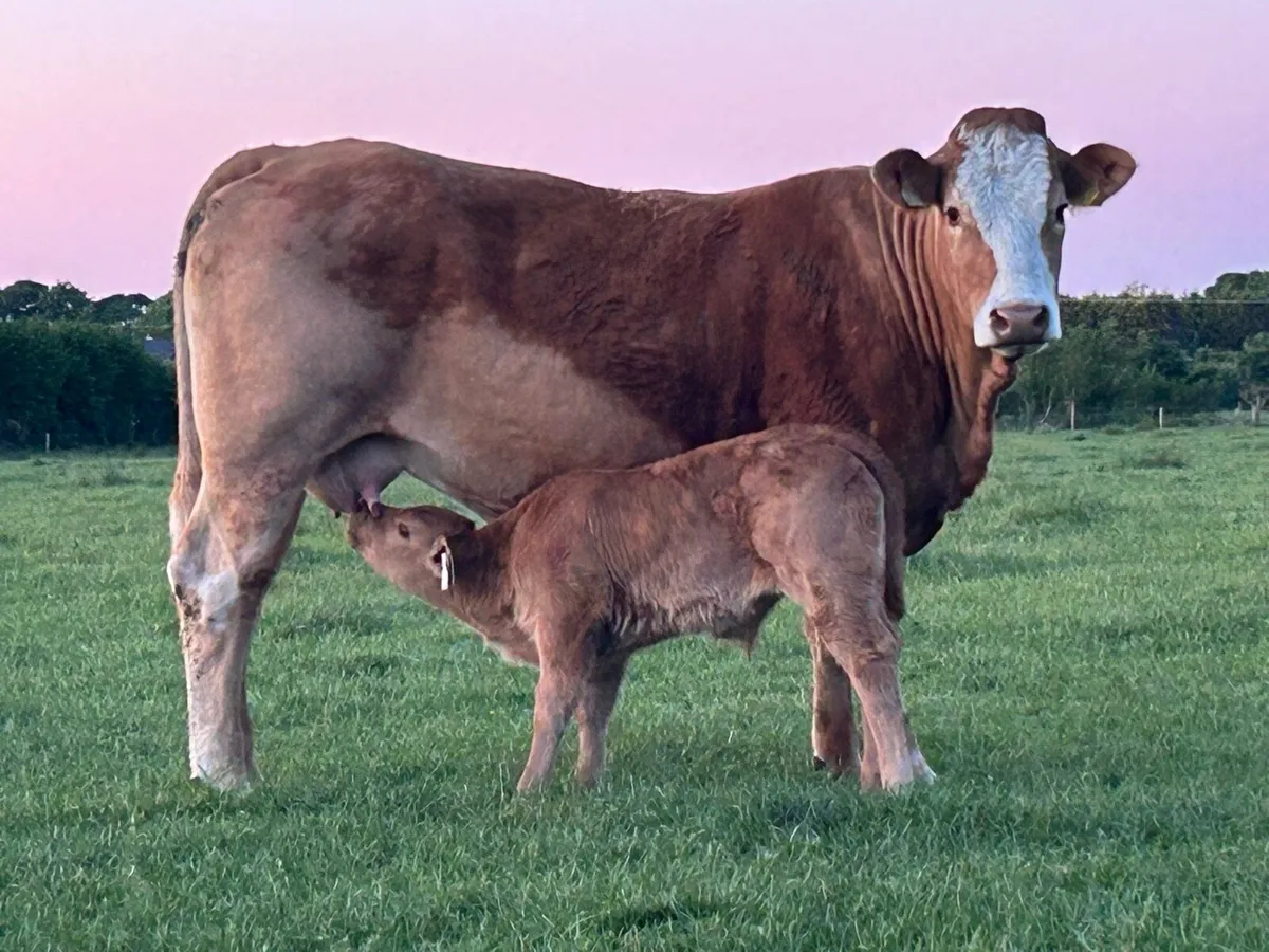 3 super u grade first calved heifers - Image 3