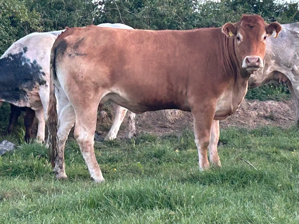 3 super u grade first calved heifers - Image 4