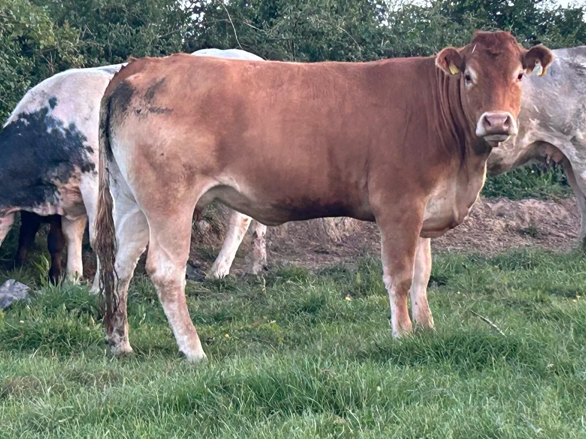 2 super u grade first calved heifers - Image 3