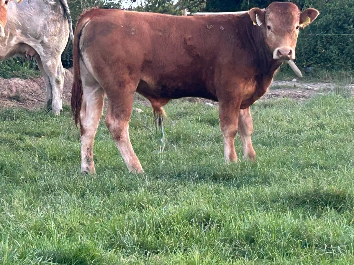 2 super u grade first calved heifers - Image 4