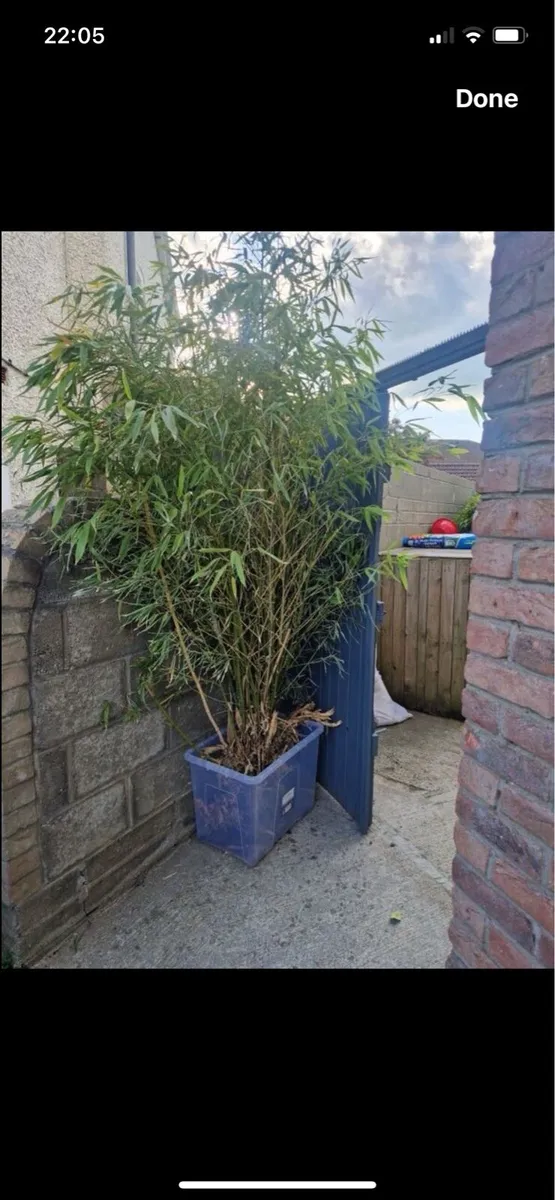 Bamboo Plants - Image 1