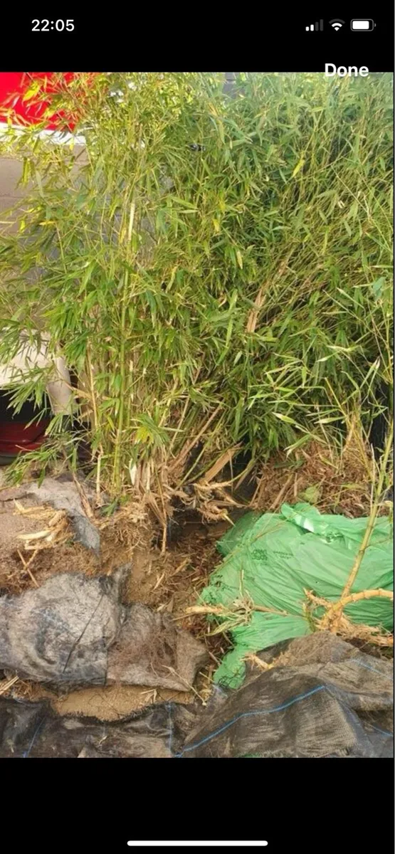 Bamboo Plants - Image 3