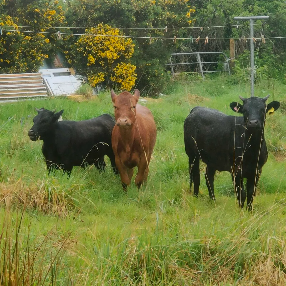 Dexter Cattle - Image 1