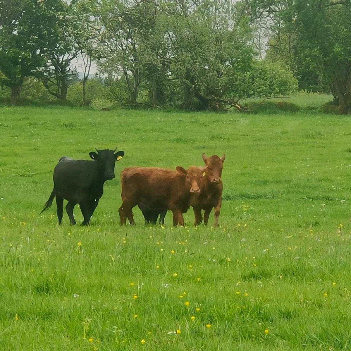 Dexter Cattle - Image 2