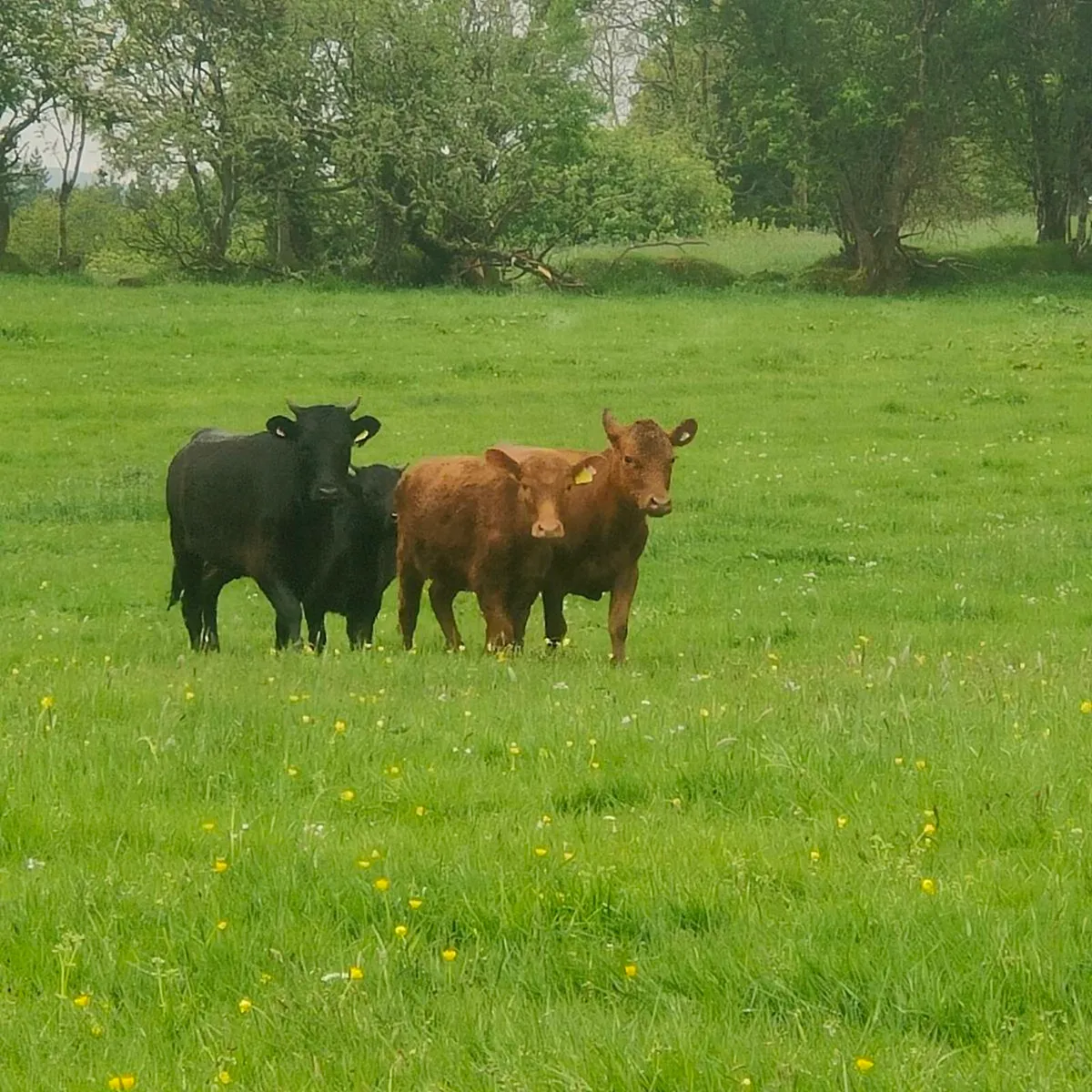 Dexter Cattle - Image 3