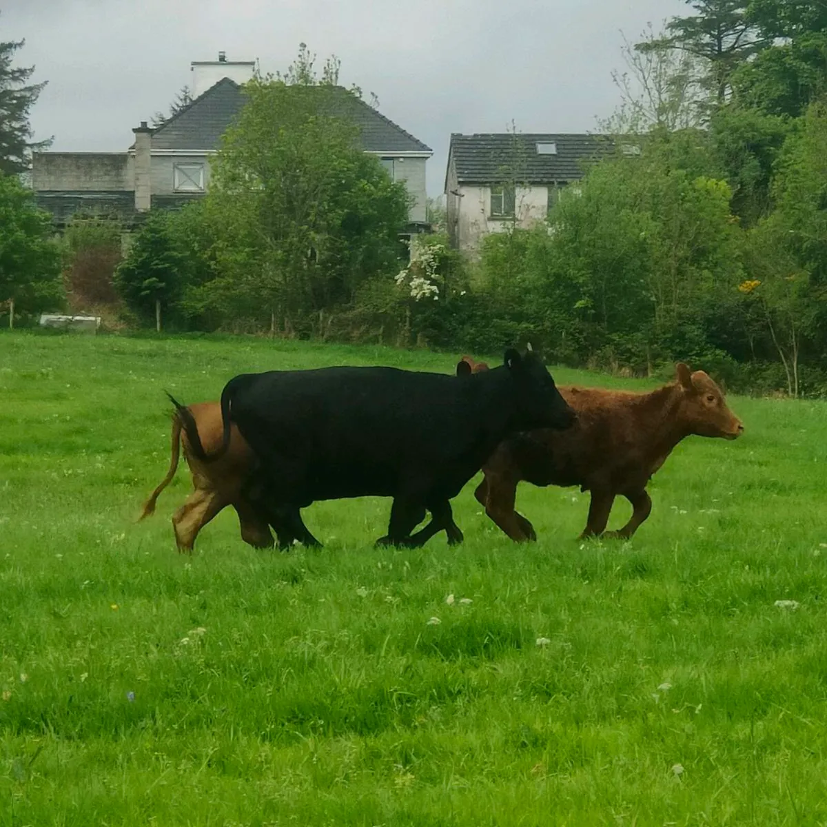 Dexter Cattle - Image 4