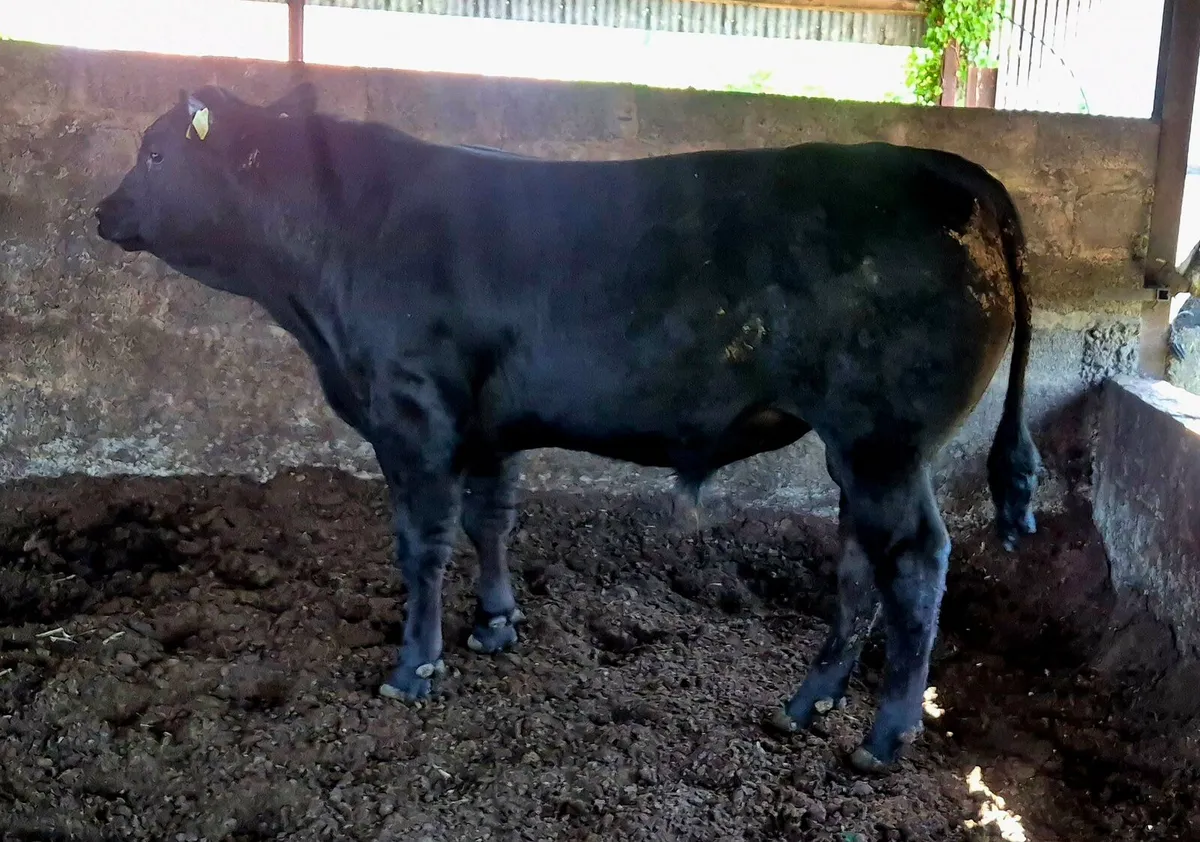 Hybrid Angus Bull - Image 2
