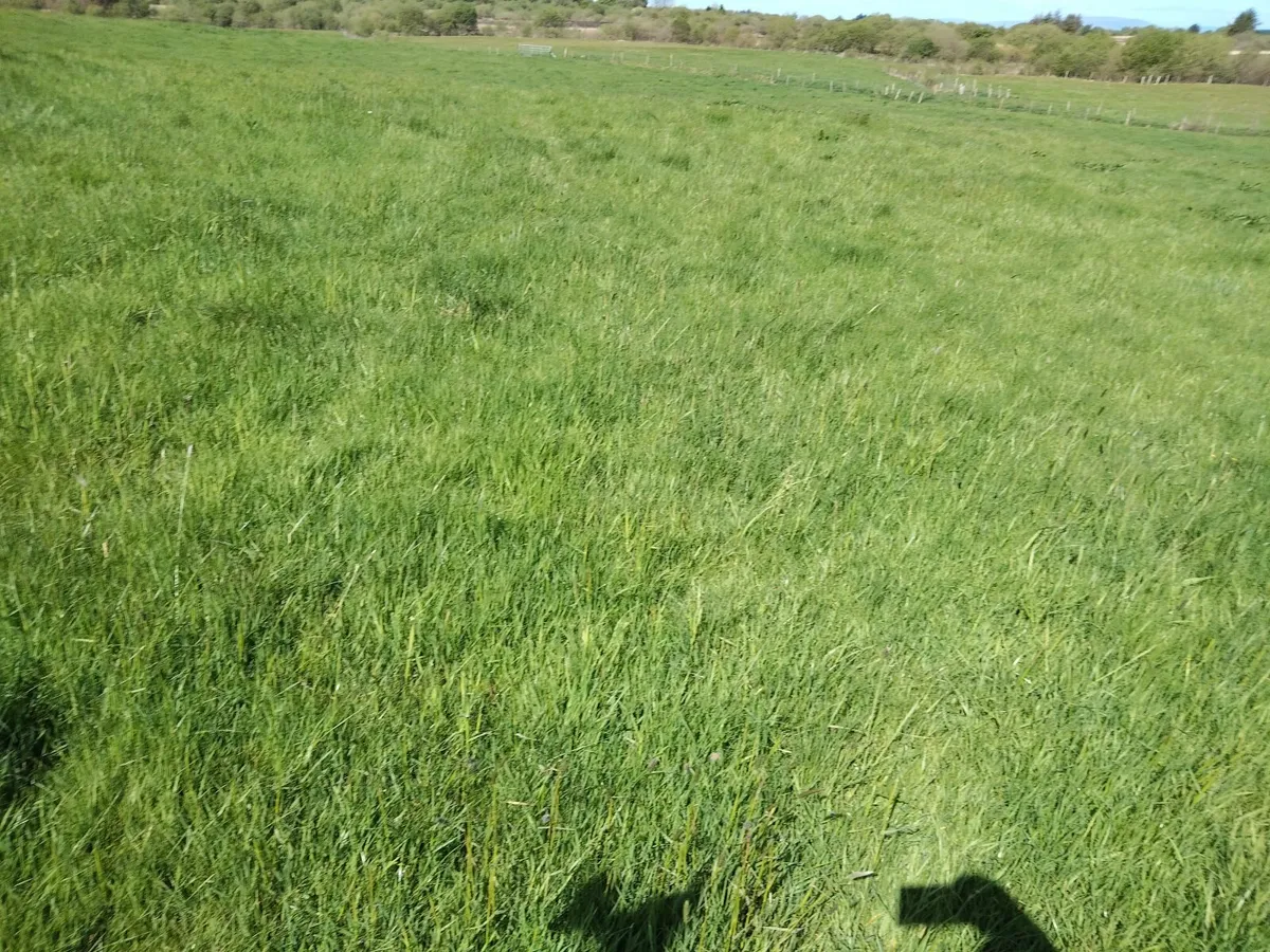 Short Term Grazing for Sheep - Image 2