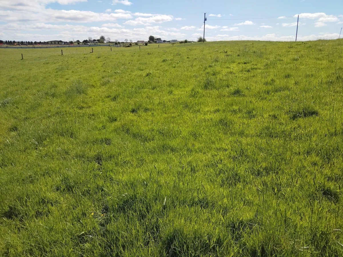 Short Term Grazing for Sheep - Image 3
