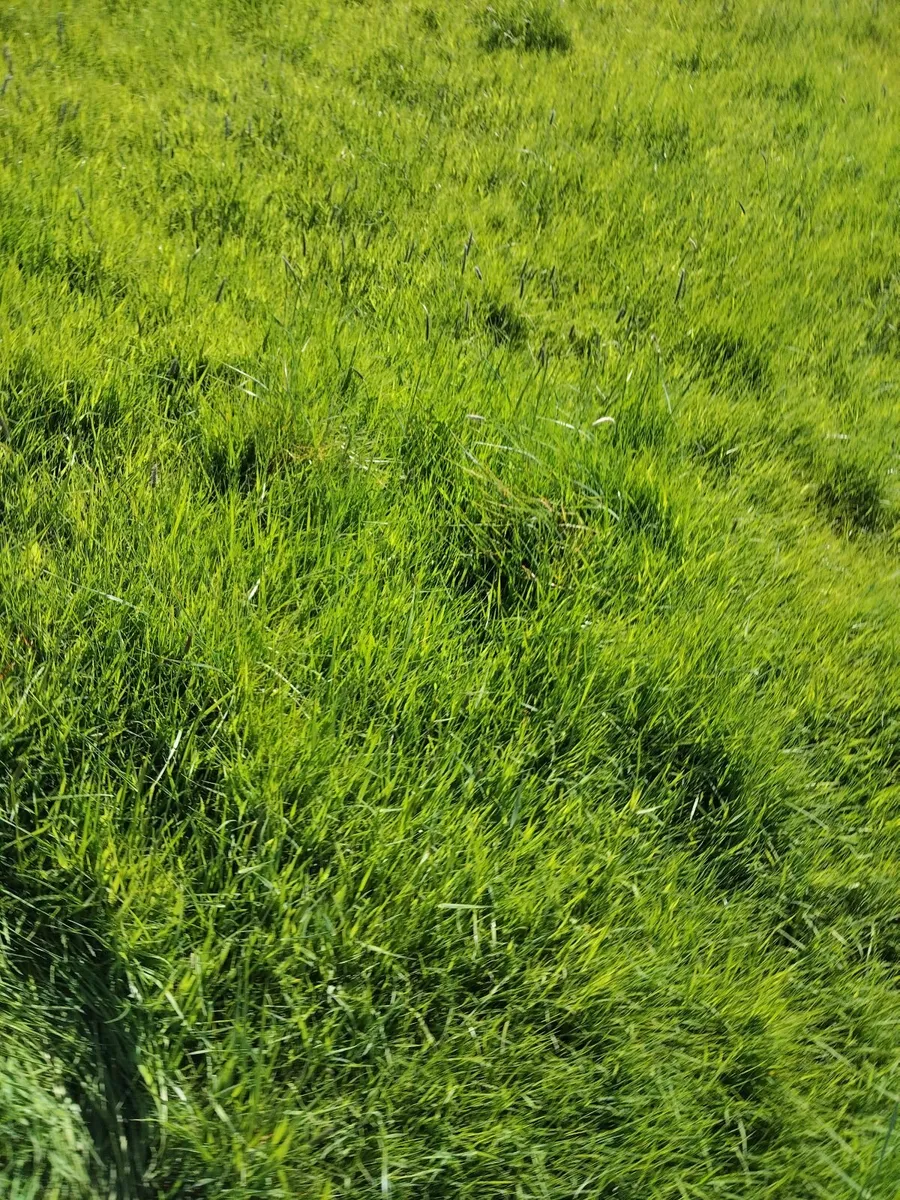 Short Term Grazing for Sheep - Image 4