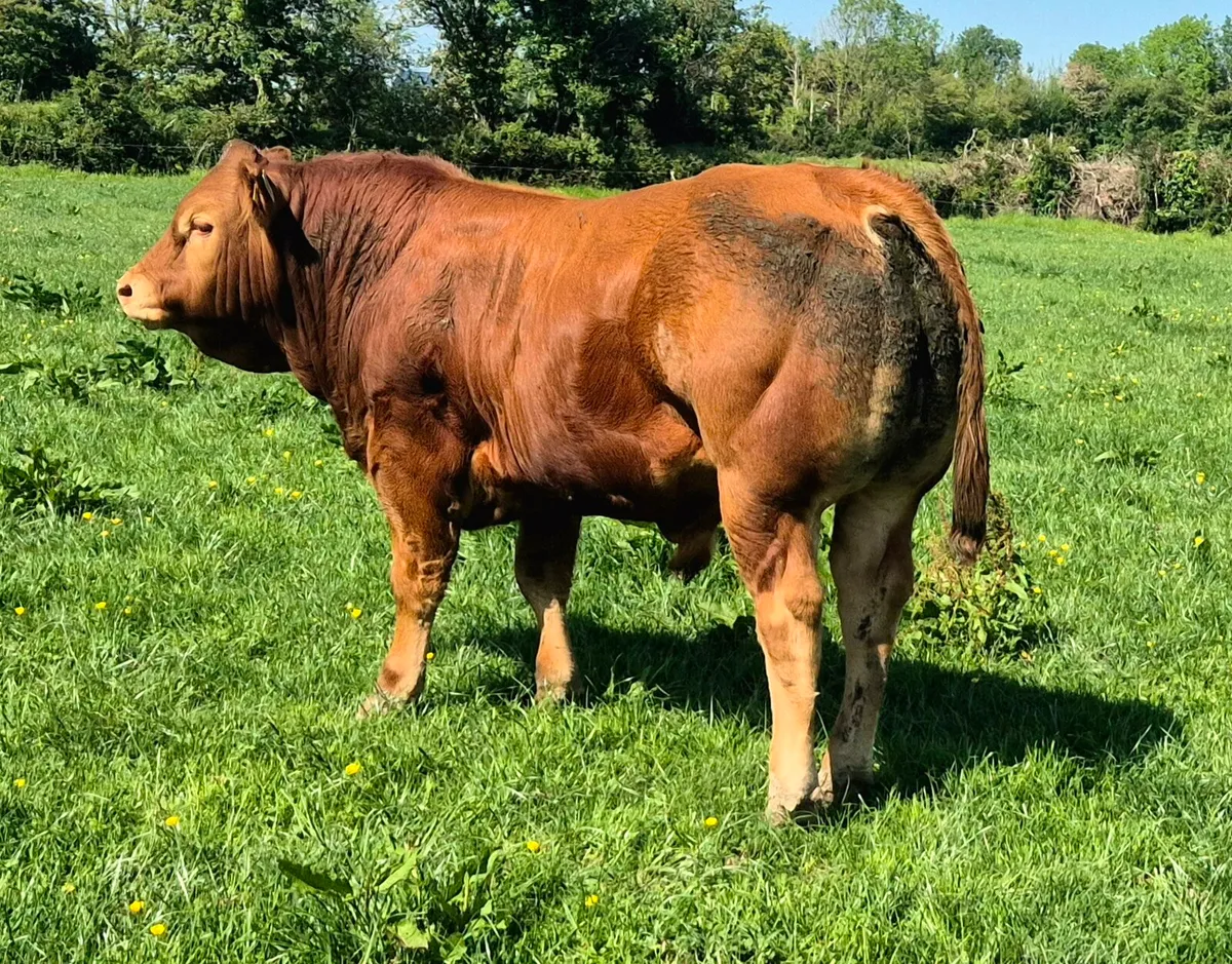 Limousin Bulls - Image 1