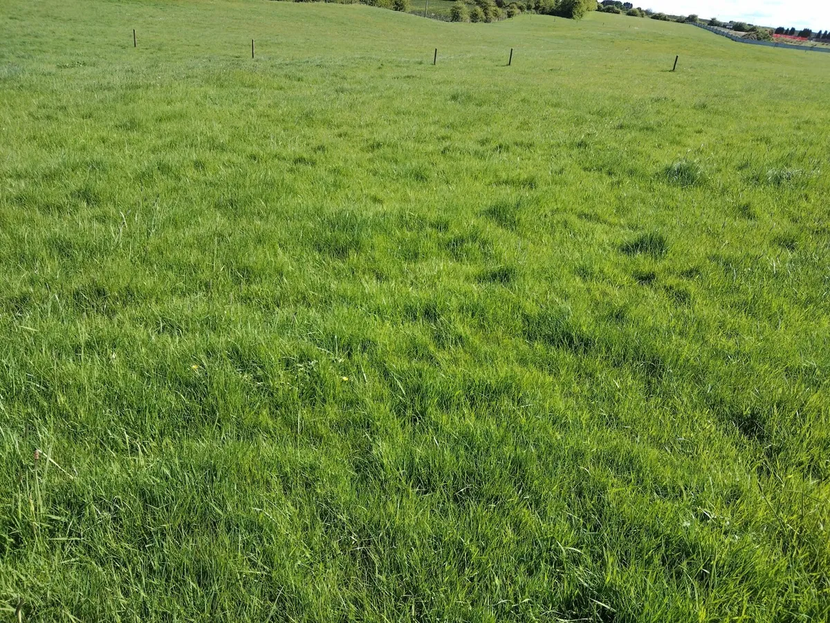 Short Term Grazing for Sheep - Image 1