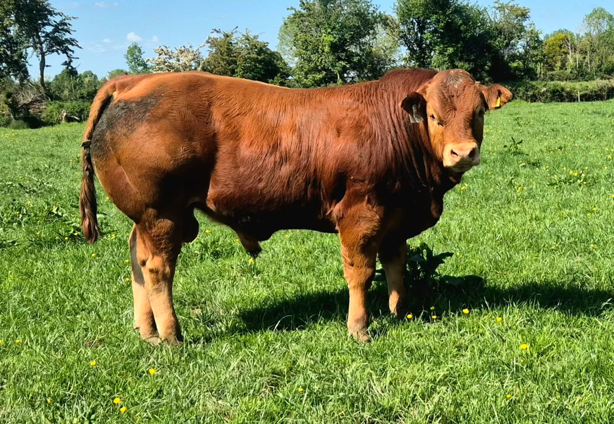 Limousin Bulls - Image 2