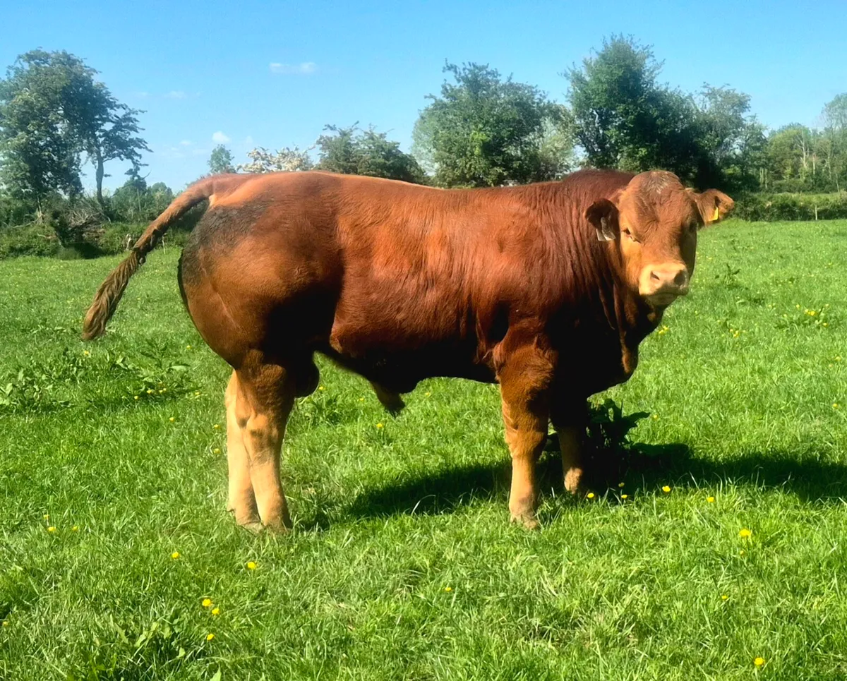 Limousin Bulls - Image 3