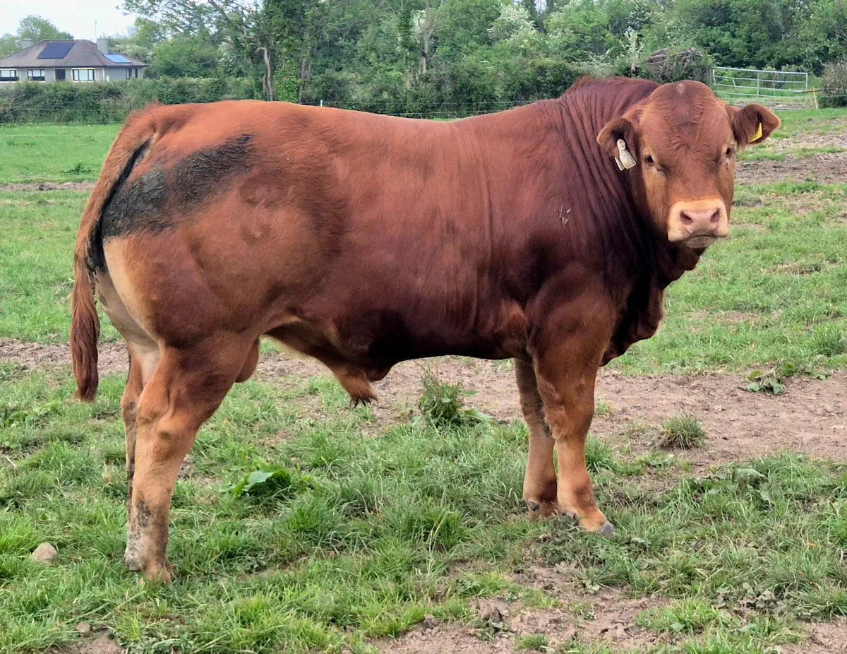 Limousin Bulls - Image 4